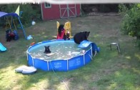 Pool party pour une famille d’ours